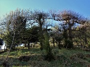 CANTO ALTO in direttissima la prima volta per sentieri insoliti da sopra casa-Zogno (8apr21) - FOTOGALLERY